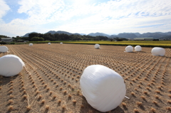 青田刈り