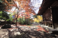 成相寺紅葉
