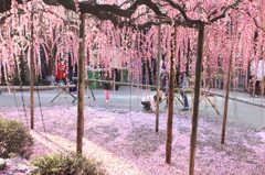 しだれ梅