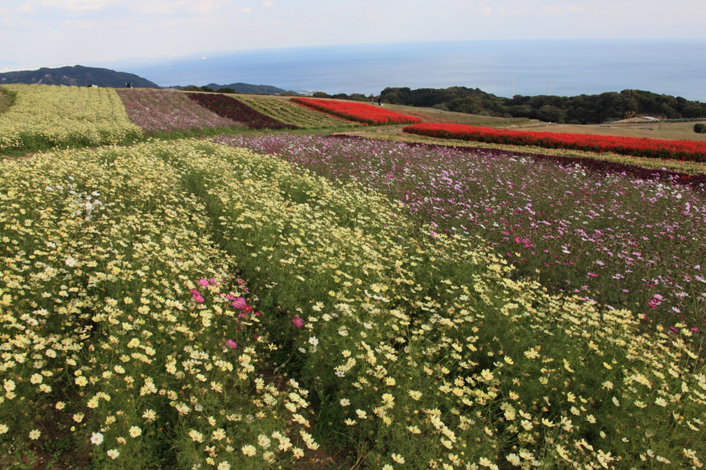 IMG_0831 花さじき２