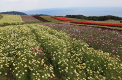 IMG_0831 花さじき２