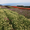 IMG_0831 花さじき２