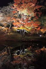  高台寺紅葉