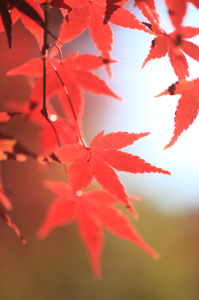 紅葉