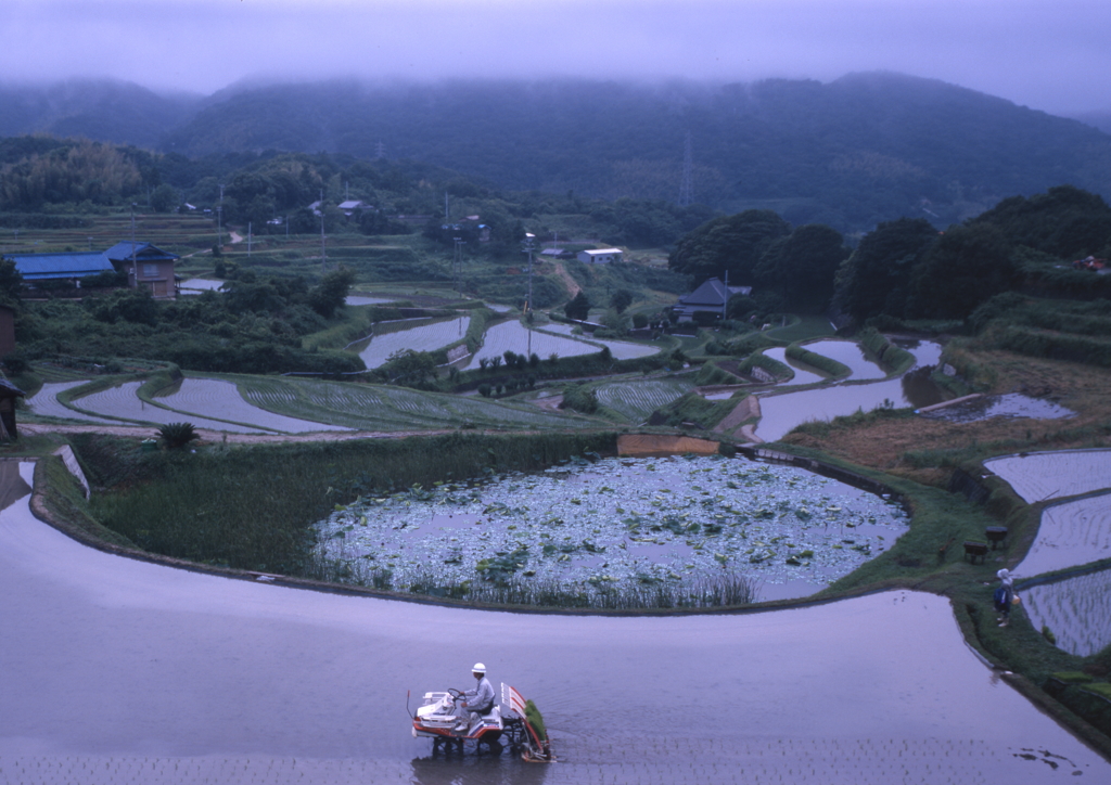 田植え
