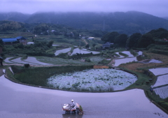田植え