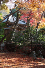 成相寺紅葉