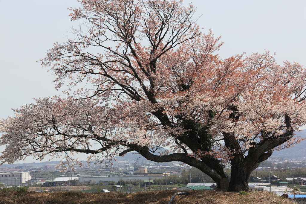 一本桜