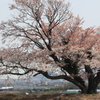 一本桜