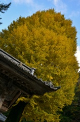 銀杏木