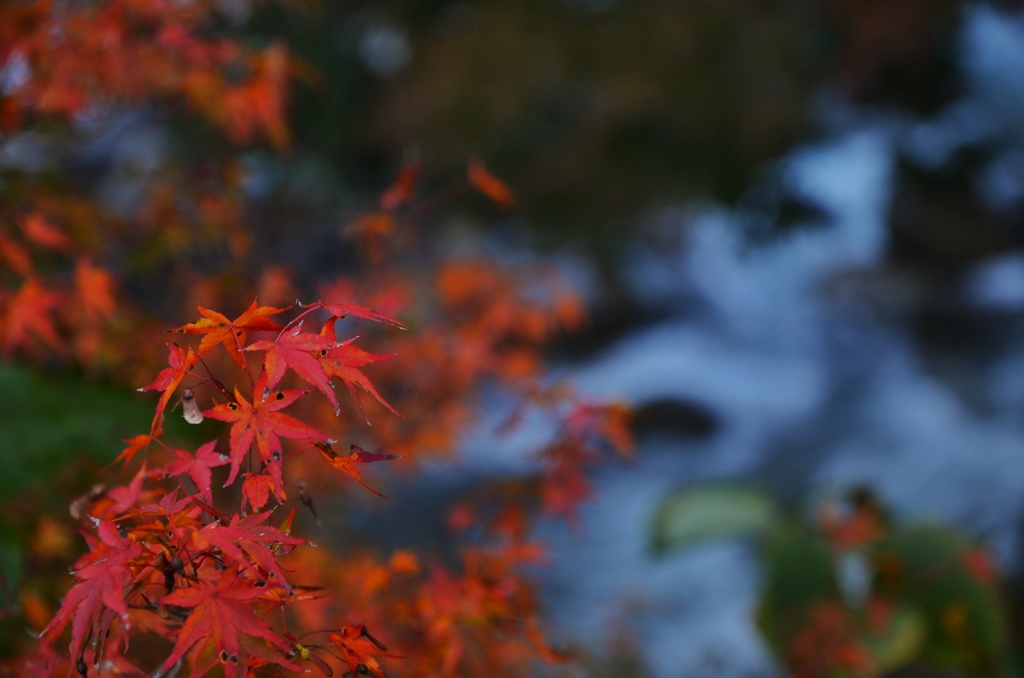 紅葉と川