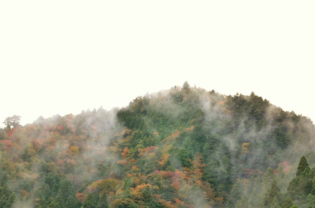 紅葉と霧