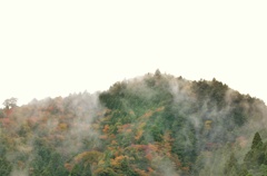 紅葉と霧