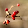 _6100508