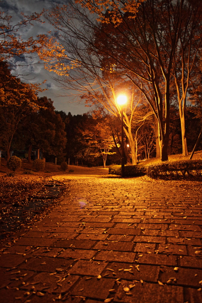 夜のさんぽ道