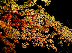 秋色のキャンバス