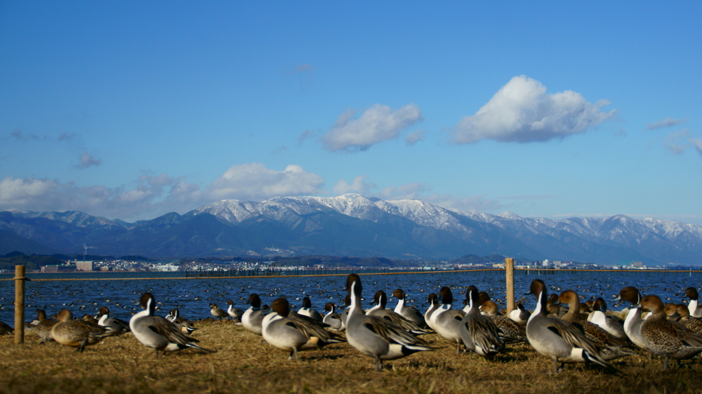 空と山と琵琶湖にカモ