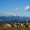 空と山と琵琶湖にカモ