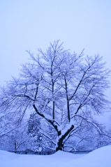 満開の雪桜