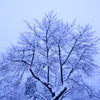 満開の雪桜