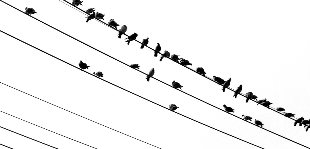 白黒鳥
