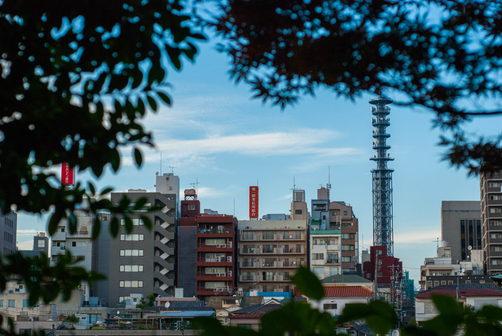 木陰から