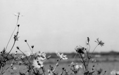 秋桜
