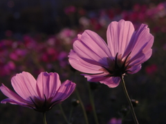 コスモス、まさに秋の桜。