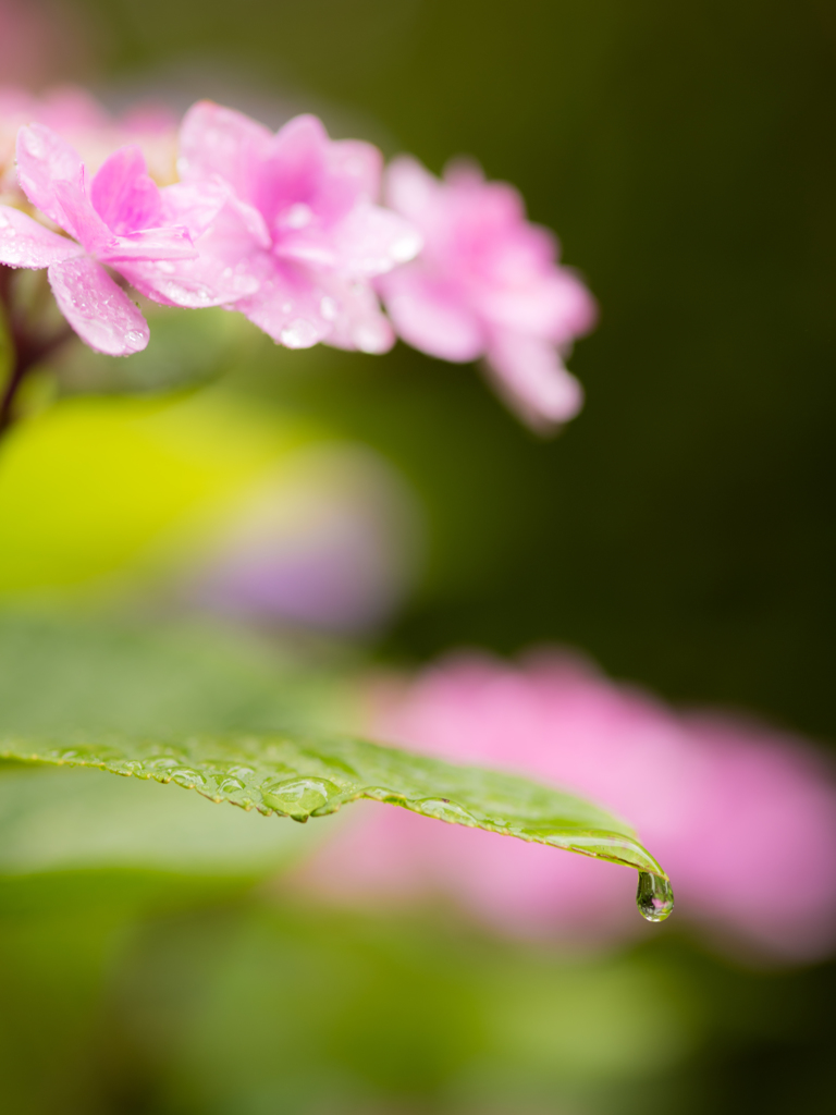 紫陽花03