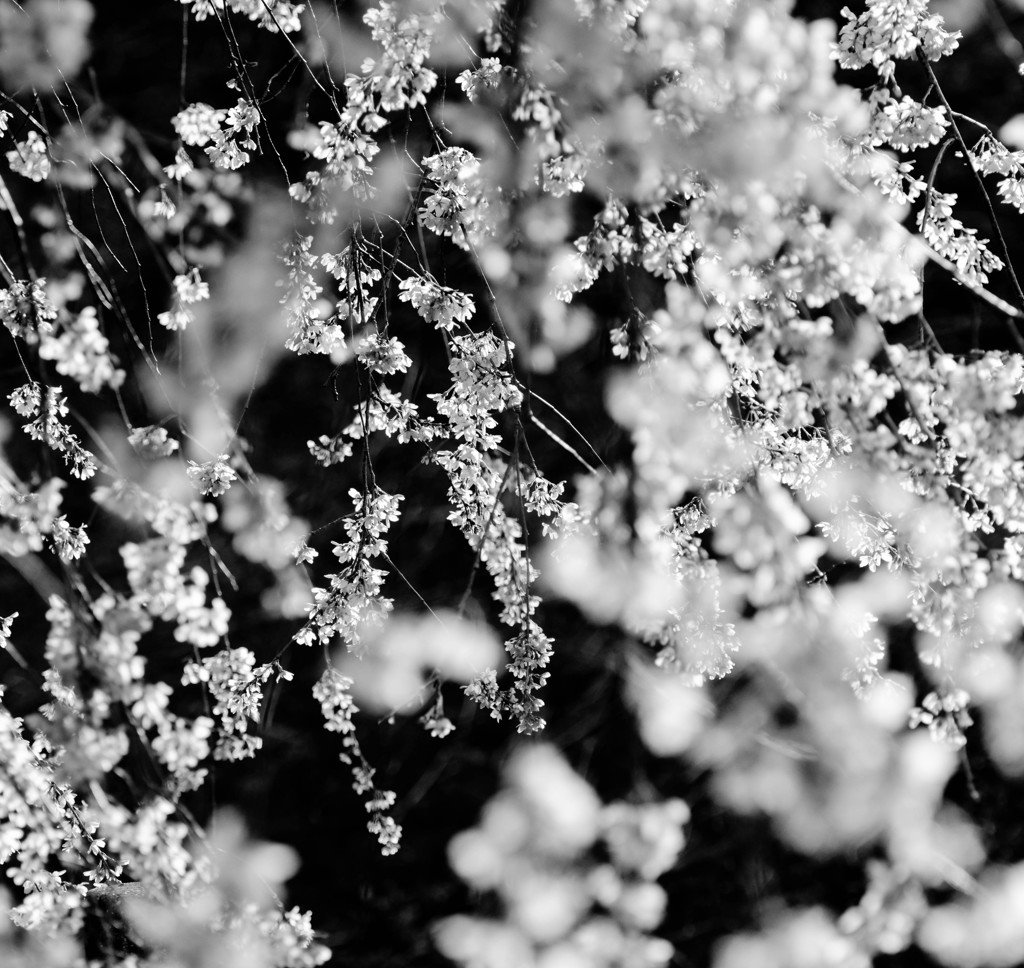 輝桜