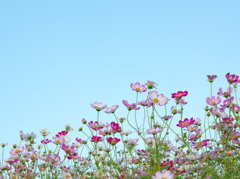 秋桜