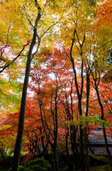 紅葉の森
