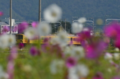 コスモスと800系
