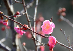 梅の花