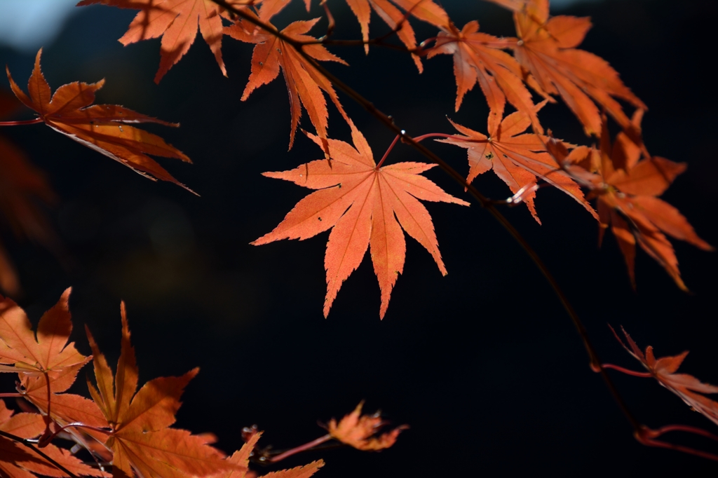 紅葉