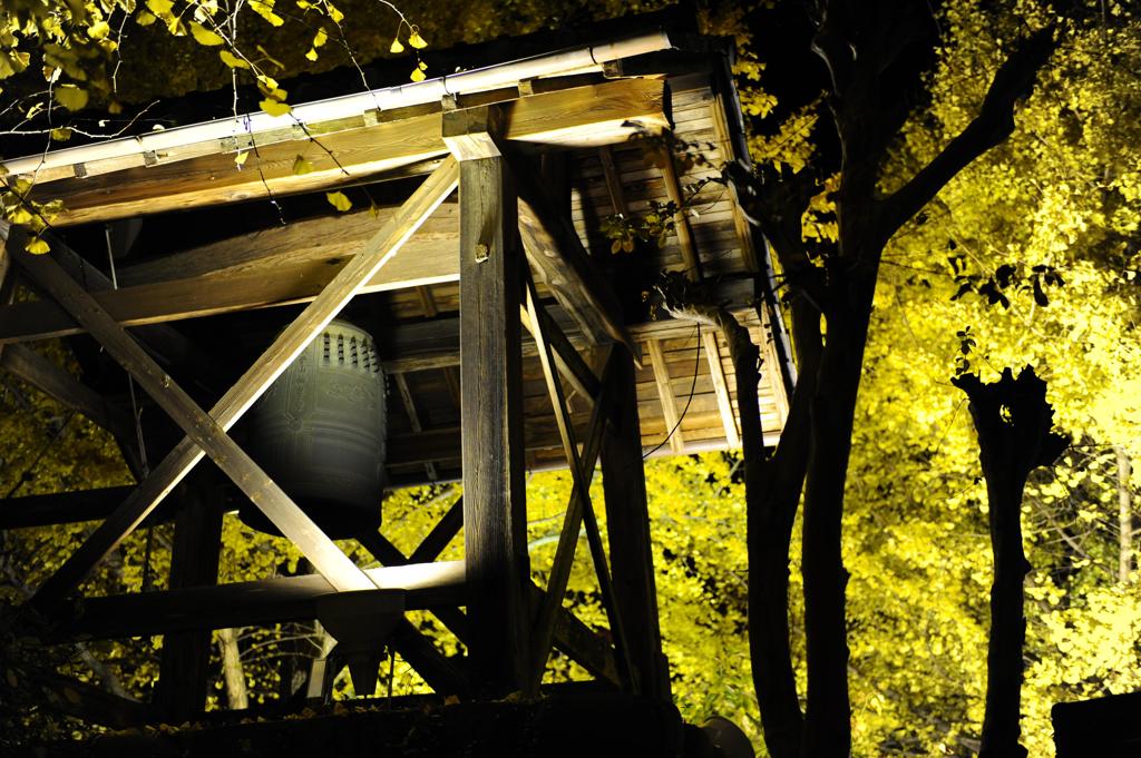 イチョウ　ライトアップ