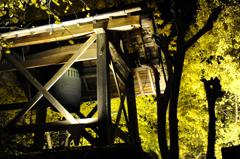 イチョウ　ライトアップ