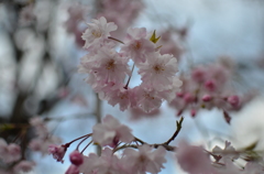 しだれ桜