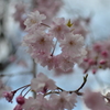 しだれ桜