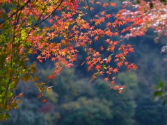 定光寺　紅葉
