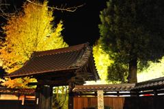 イチョウ　ライトアップ