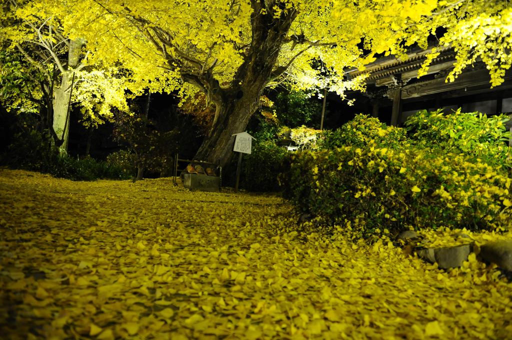 イチョウ　ライトアップ