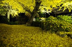 イチョウ　ライトアップ