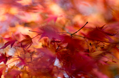 秋風に舞う紅葉