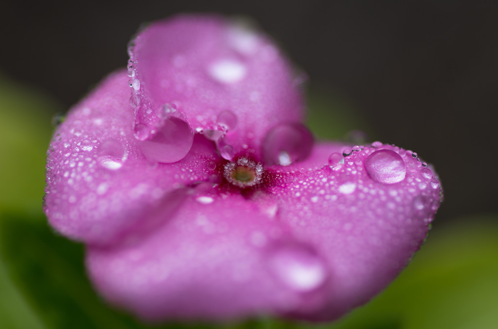 雨上がりの山 (2)