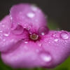 雨上がりの山 (2)