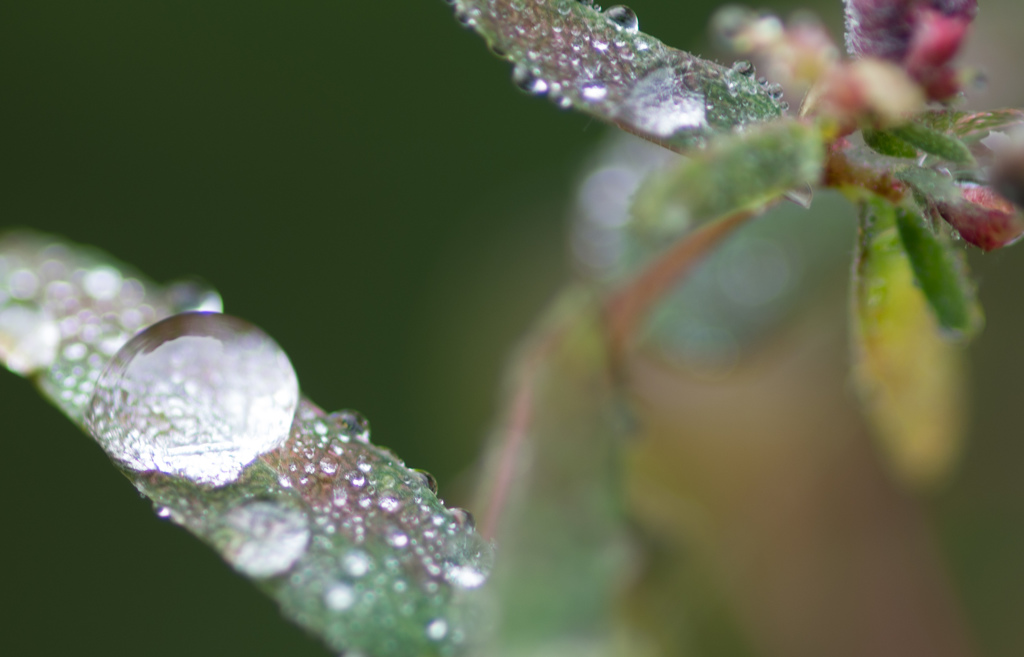 雨上がりの山 (5)
