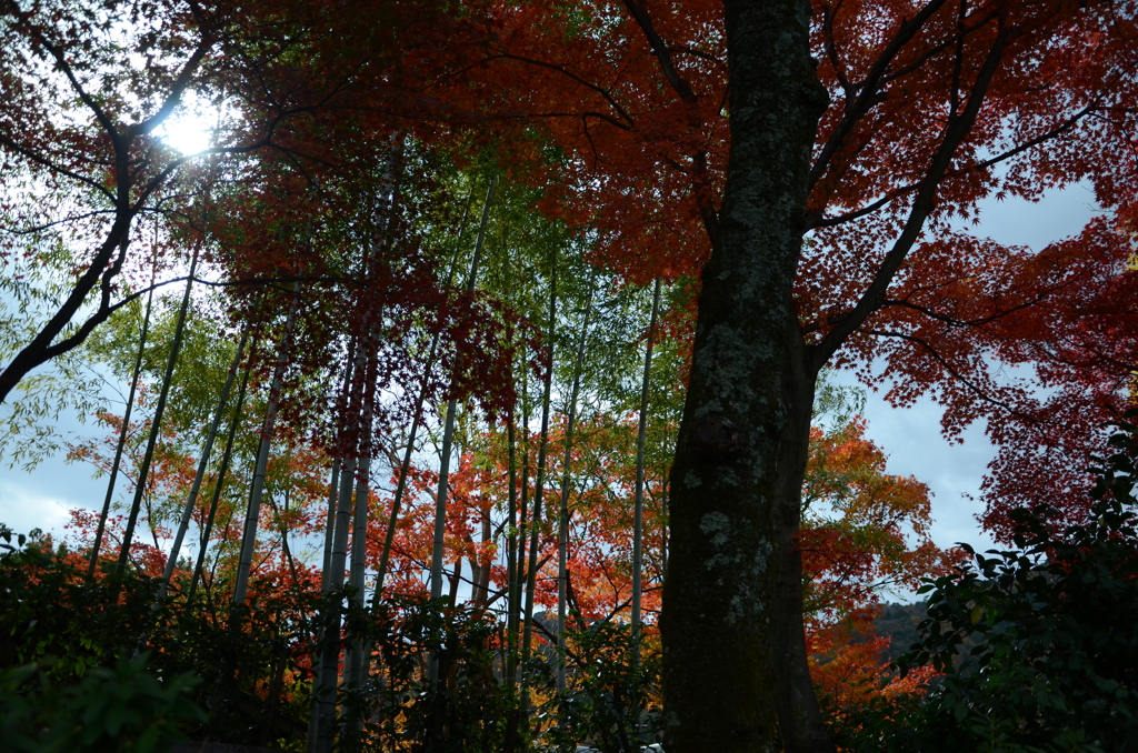 DSC_1395