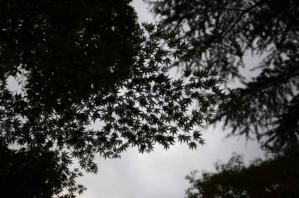 DSC_0680