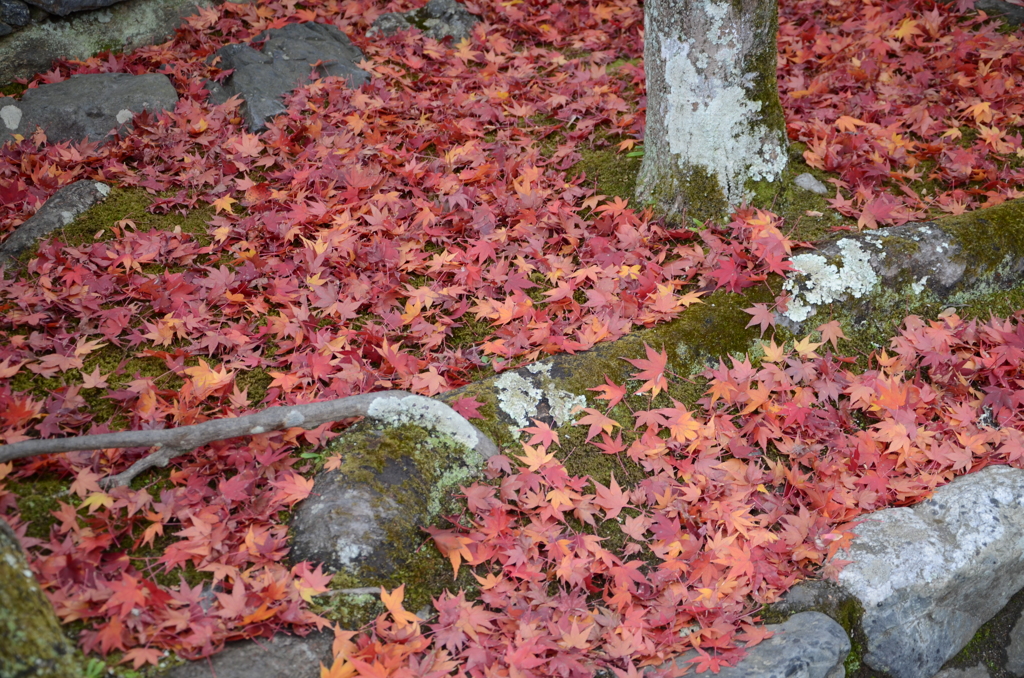 DSC_1406